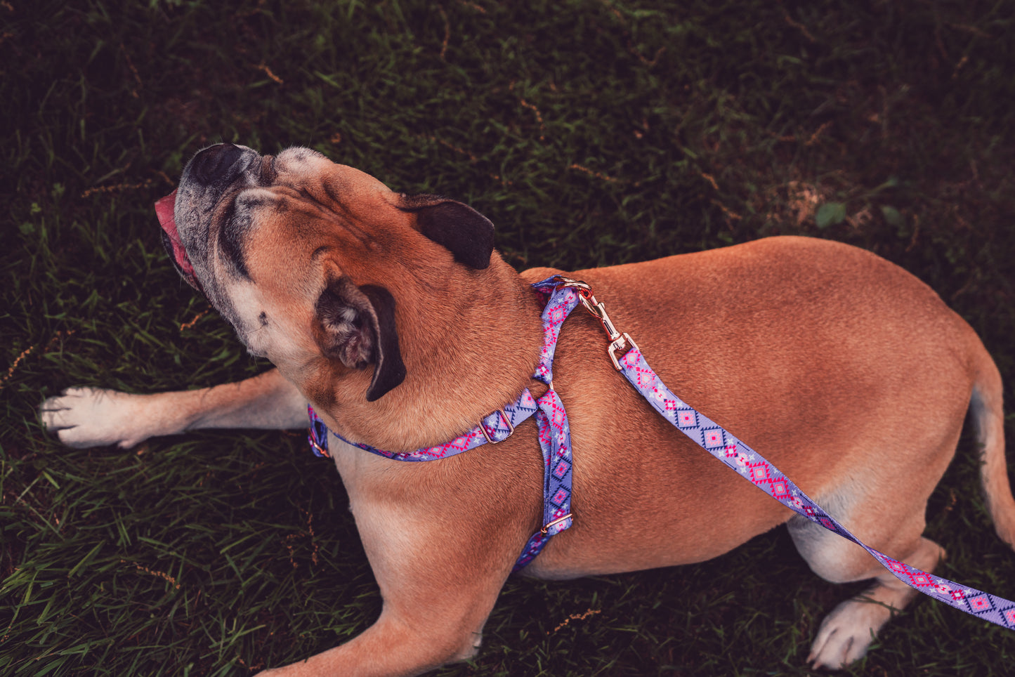 Purple Navajo Inspired harness