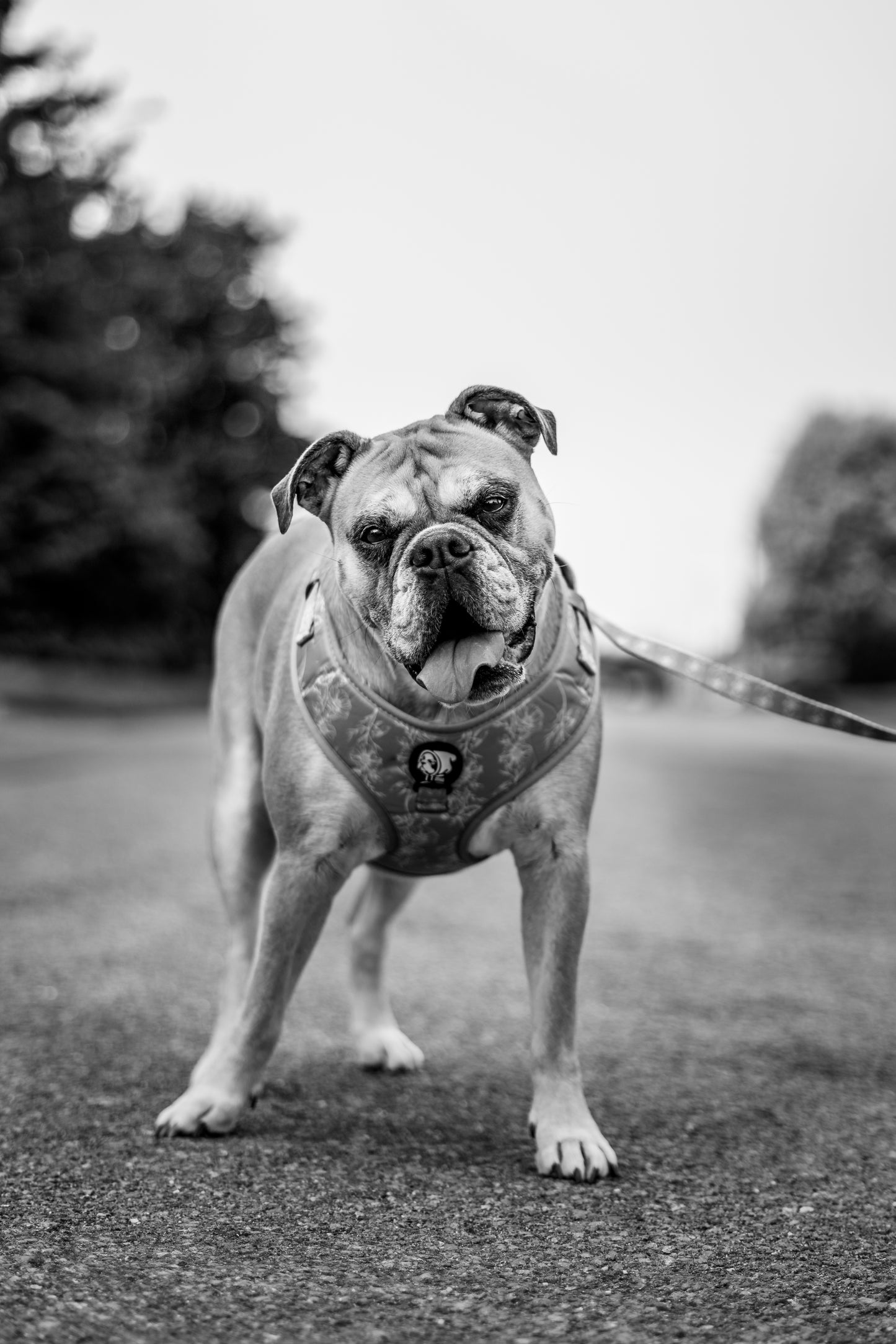 Photoshoot of your animal