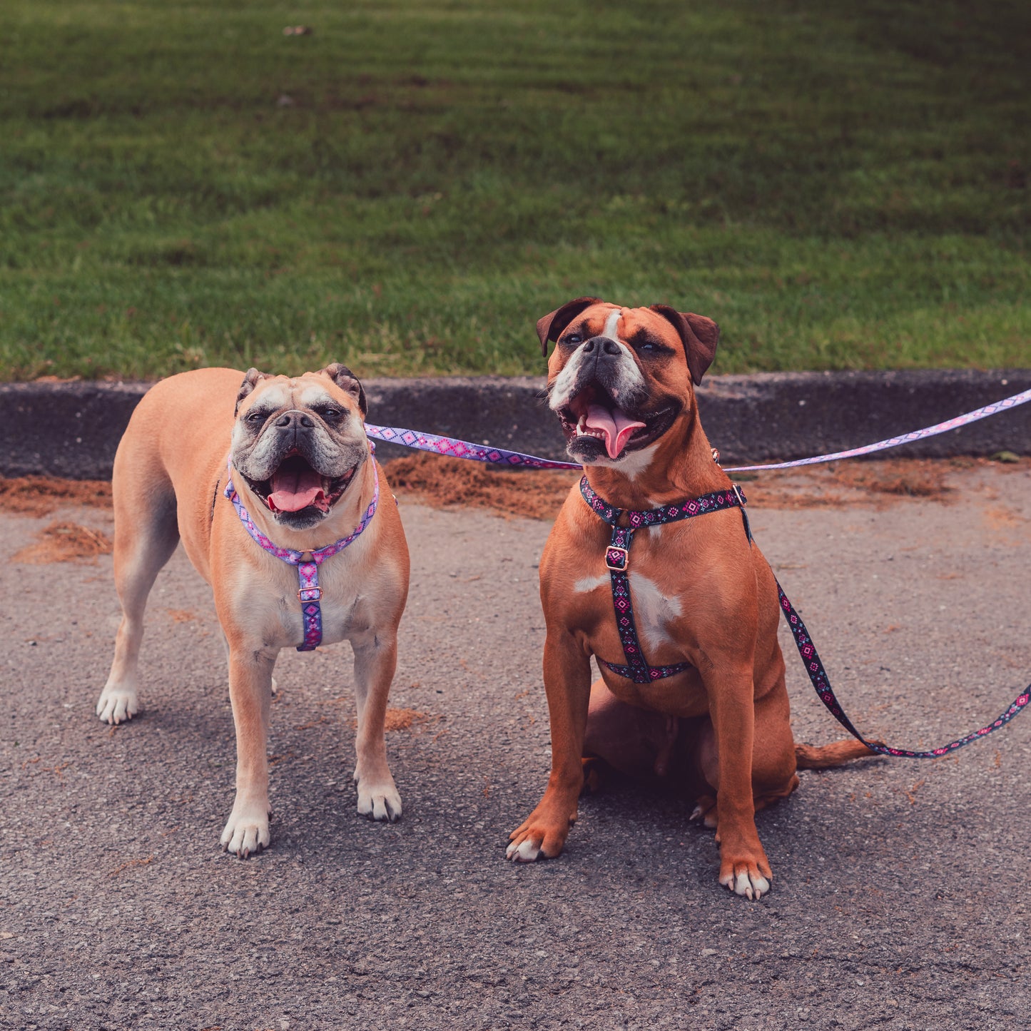 Purple Navajo Inspired harness