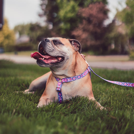 Purple Navajo Inspired harness