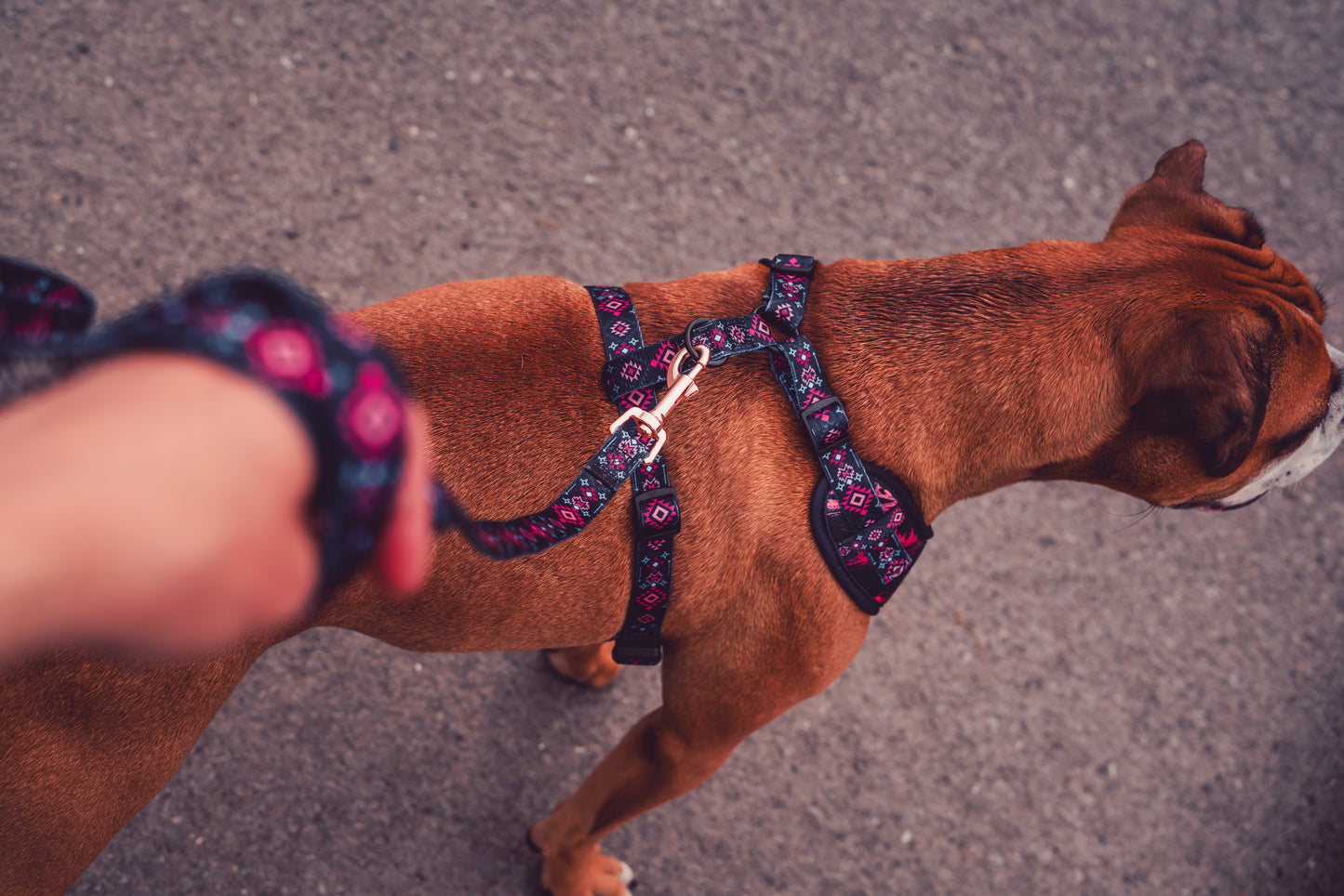 Black Mountains Harness