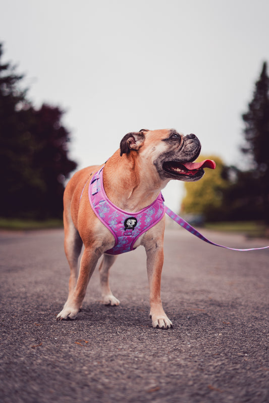 Petite fleur purple Harness