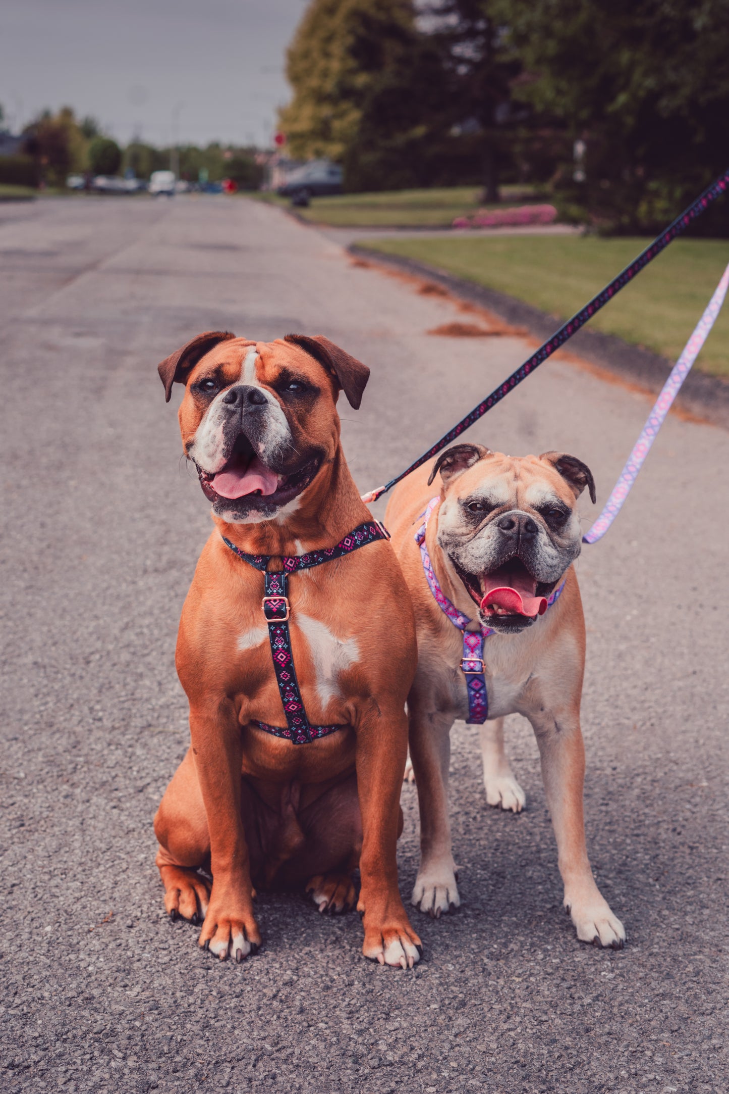 Purple Navajo Inspired harness