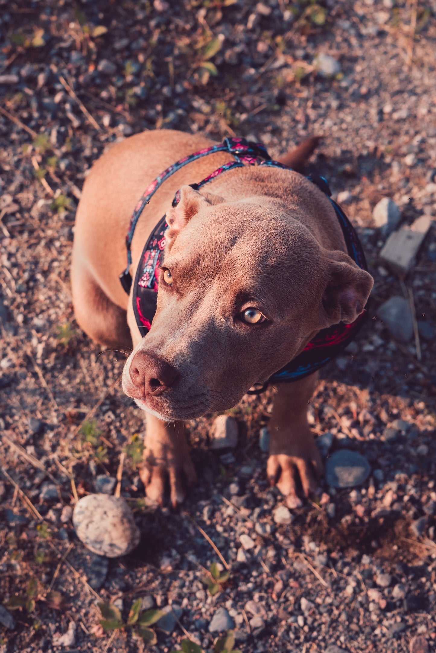 Black Mountains Harness