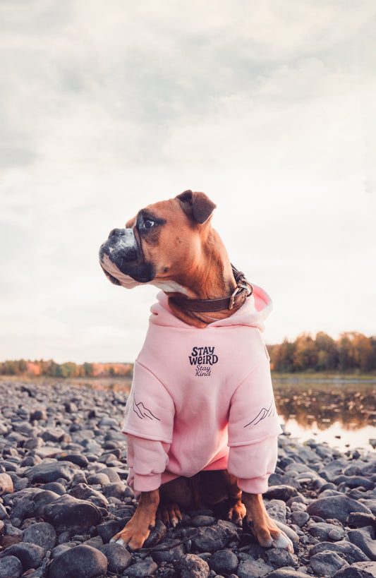 Photoshoot of your animal