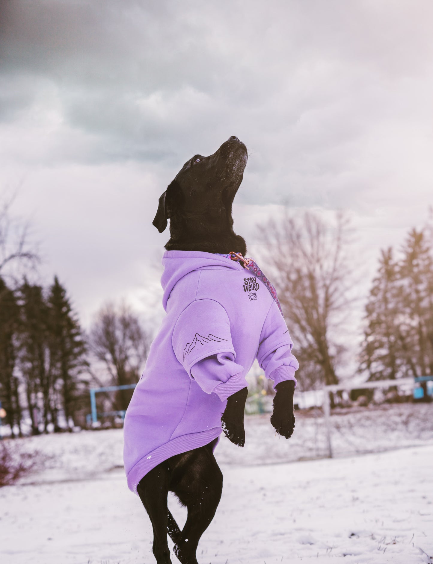 Coton ouaté lavende pastel